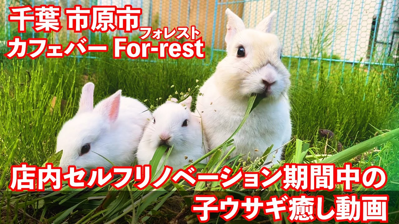 子ウサギ癒し動画 ネザーランドドワーフの赤ちゃん 千葉県市原市 里山カフェ バー For Restフォレスト Youtube