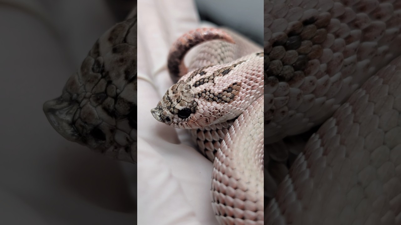 Суперарктическая суперконда-свиноноска 