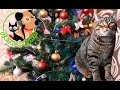 Кот и елка. Новогодние опасности для животных