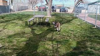 playing at the dog park