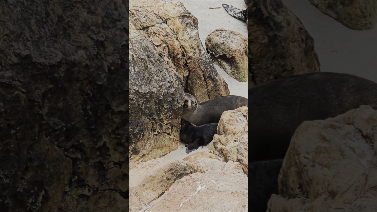 Seals and Penguins at Dunedin - New Zealand