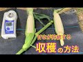 【鮮度が決め手！】極上のトウモロコシ　タネのハシモト