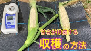 【鮮度が決め手！】極上のトウモロコシ　タネのハシモト