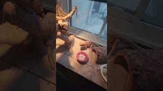 Anyone Know What This Dish Is Made Of