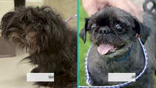 Max the Matted Shih Tzu by Michigan Humane 88 views 10 months ago 1 minute, 3 seconds