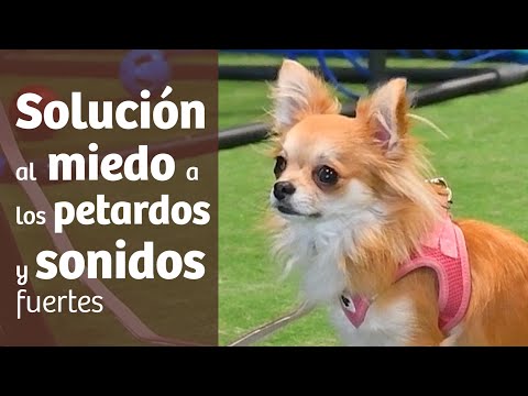 Consejos para superar el miedo a los petardos del perro · SOLUCIÓN