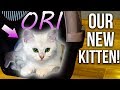 NEW KITTEN HOME FOR FIRST TIME! (British Shorthair Female Silver Shaded)