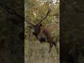 The Best Rush With Bow in Hand! #elk #primetime