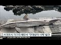 하와이 해변서 바다표범의 공격…경고 무시한 여성 잘못 / JTBC 사건반장