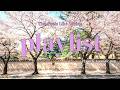 Spring Love Cafe Music 🌸 | Relaxing Jazz & Sweet Cafe Playlist for Study, Work