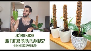 ¿Cómo hacer un tutor de musgo para tus plantas? DIY Fácil tutor para plantas trepadoras de interior!