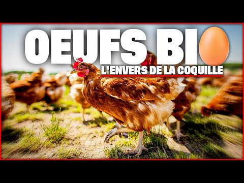 Vidéo: Les poulets sont-ils inséminés artificiellement ?