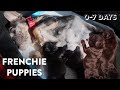 Newborn French Bulldog Puppies: Birth to 1 Week Old | Survival Guide