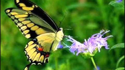 من أجمل القراءات  سورة النازعات د/عادل أحمد زكي