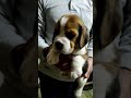 BEAGLE SALE IN DELHI 🐶