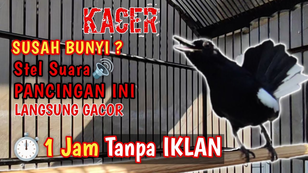 SUARA BURUNG KACER MASTERAN ‼️ Stel Suara ini Biar GACOR | full suara Kacer 1 jam tanpa iklan