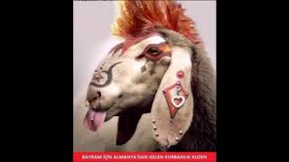 Tiklanma Rekoru Kiran Komi̇k Capsler