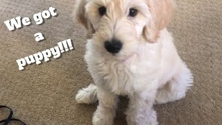 We got a PUPPY!! | F1B Golden Doodle