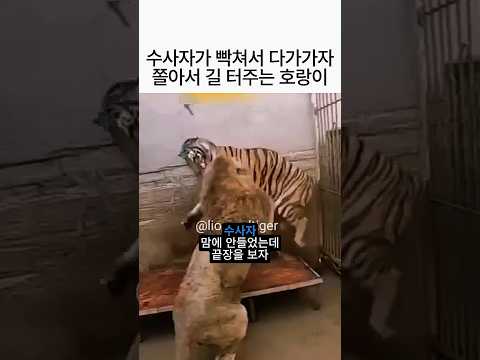 수사자가 기선제압하자 바로 길 터주는 호랑이 🦁🐯 thumbnail