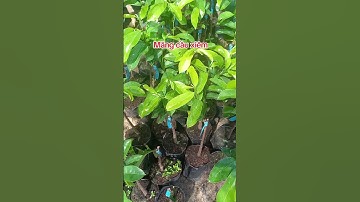 Chậu cây giống các loại ship cod toàn quốc 0907977839 #dongthapstore