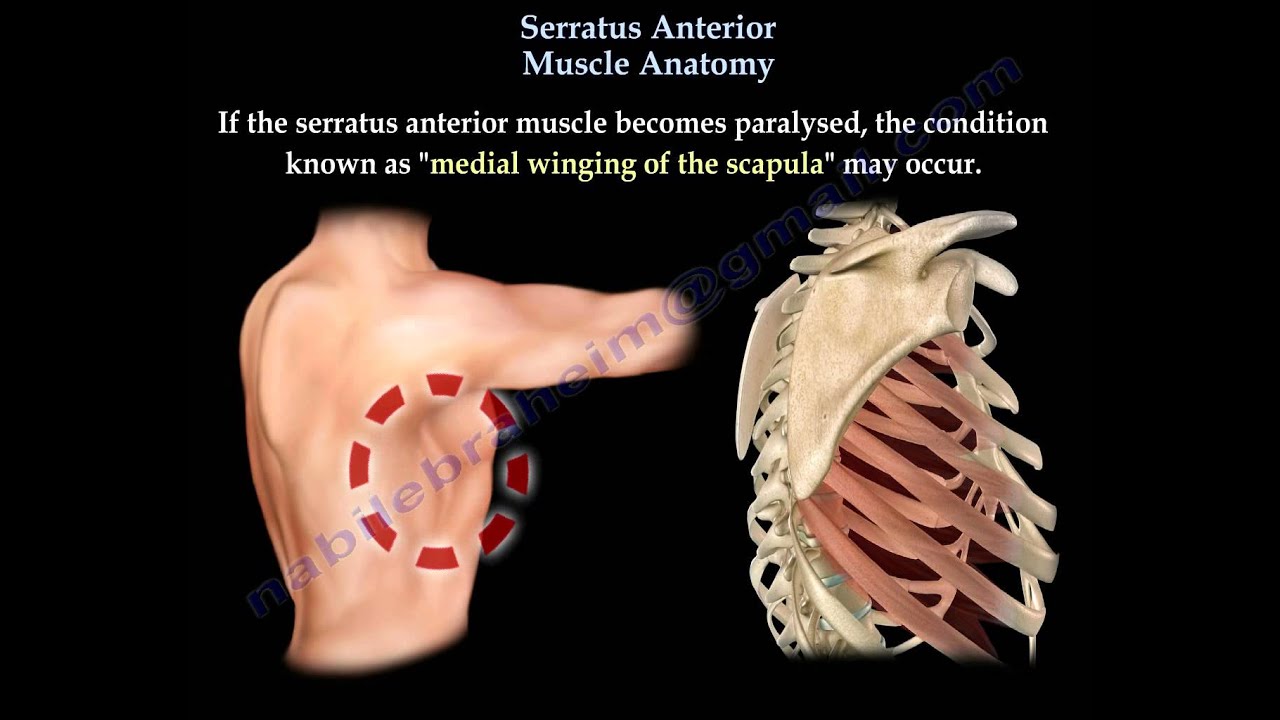 Serratus Anterior Muscle Anatomy, winged scapula - Everything You Need
