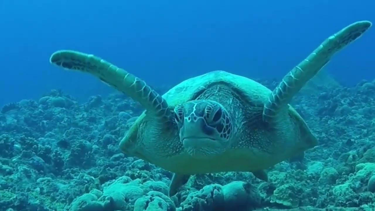 Happy Color World Underwater 🌊