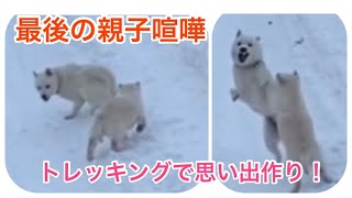 北海道犬4頭同時ノーリードでトレッキング！実は撮影終了後事件は起きました