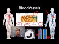 The Essential Role Of The Circulatory System And Its Components