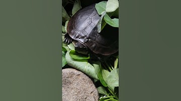 #turtle #spinach #pets #pet #petlover #animal #animalshorts #shortvideo #shortsfeed #shorts #ninja