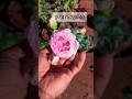 മോൻകോർ റോസുകൾ available 👍#roseplants #sale #rose