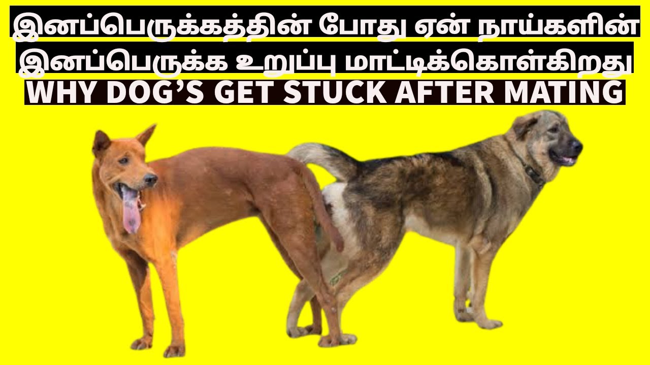 Tamil sex animals