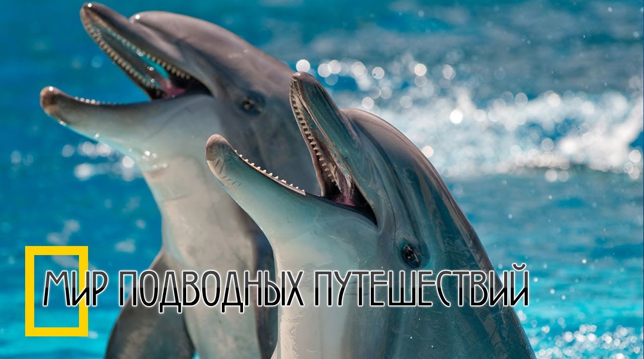 О чем говорят дельфины - YouTube