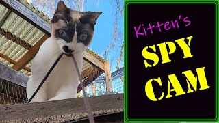 Cute Kitten: Adventures on a Shoestring Trail -  Catio Life🐾 #kitten by Our Catio Home 256 views 3 months ago 1 minute, 22 seconds