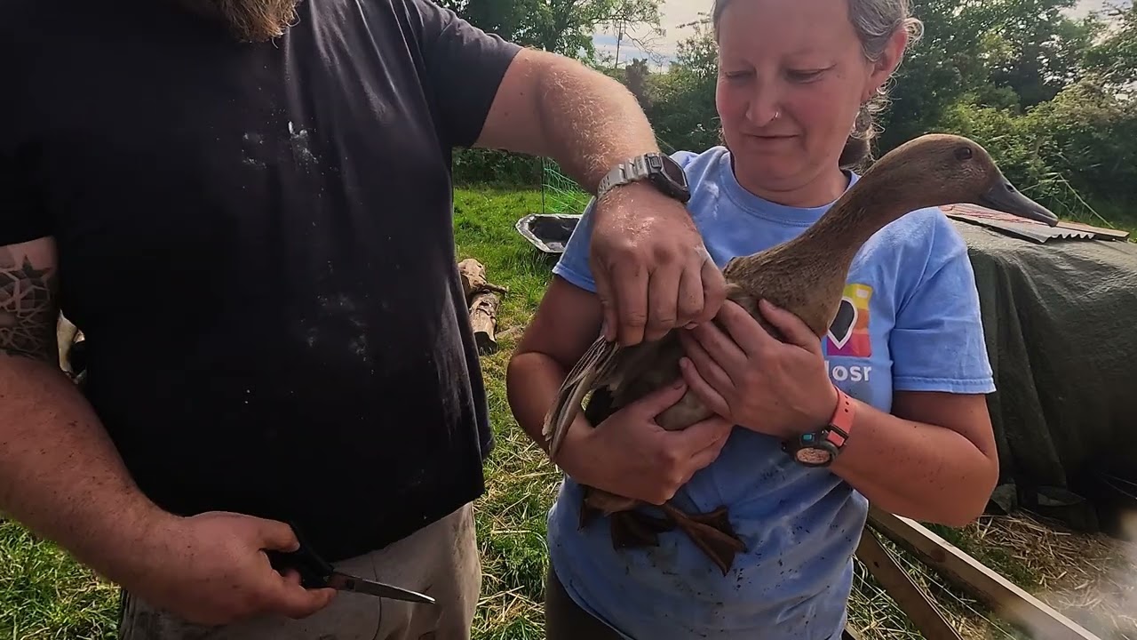 Homestead Fail; Dead Bees and Missing Ducks!