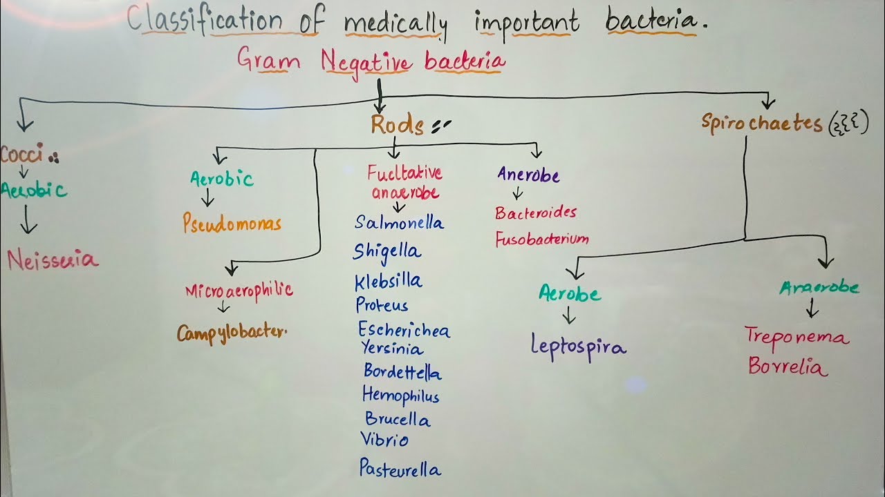 Classification of medically important bacteria based on gram stain