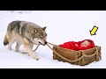 LUPA HA TROVATO UN BAMBINO DENTRO UNA SCATOLA… MA QUELLO CHE HA FATTO DOPO…