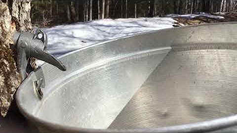 Sap pouring out of a maple tree