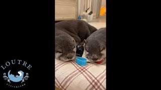 Otters Slept with Their Favorite Toys　＃Shorts