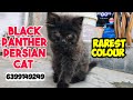 ❤️Black panther persian cat male • Triple coat Persian cat india • online home delivery available 