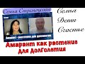 Оксана Стремоусова про Амарант как растение для долголетия