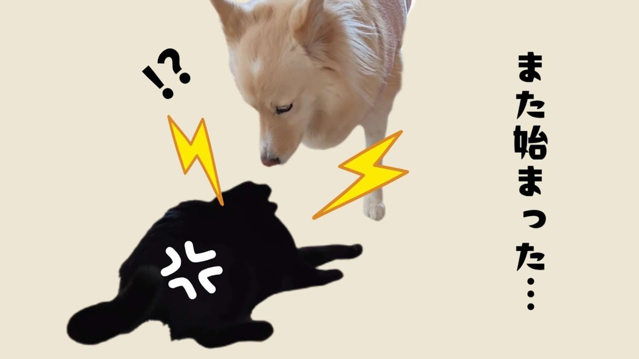 春の気配、けんかごっこと宿根草たち🌱犬と猫と暮らす日常Vlog