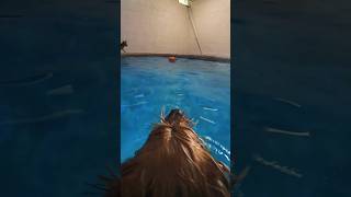 water Yorkies #yorkie #dogsofyoutube #swimming