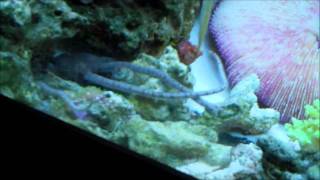 Feeding a Serpent Starfish