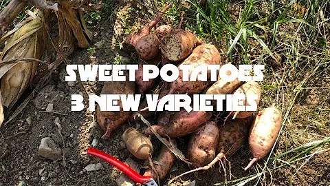 SWEET POTATOES 3 VARIETIES REVIEWED