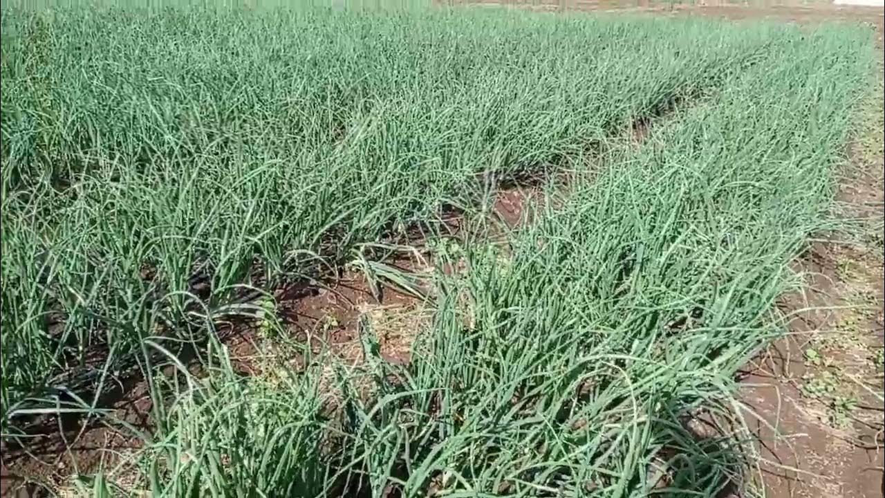 HOW TO IMPROVE ONION PRODUCTION PER ACRE YouTube
