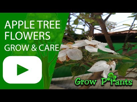Apple tree flowers - information about the flowers