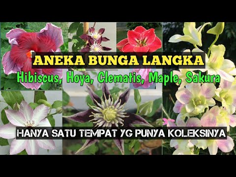 Video: Menanam Clematis Pada Musim Bunga