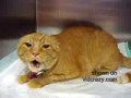 Burger the insane cat