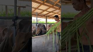 Elephants Grass, big cow misterjhon07 shorts viral cow sapibali sapi elephantgrass grass