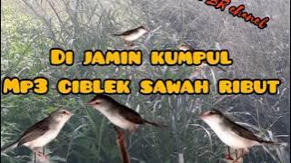 Suara burung ciblek sawah ribut cepet Nyamber